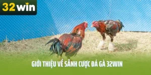 Toàn Cảnh Sân Chơi Đá Gà Trực Tuyến Tại 32win32